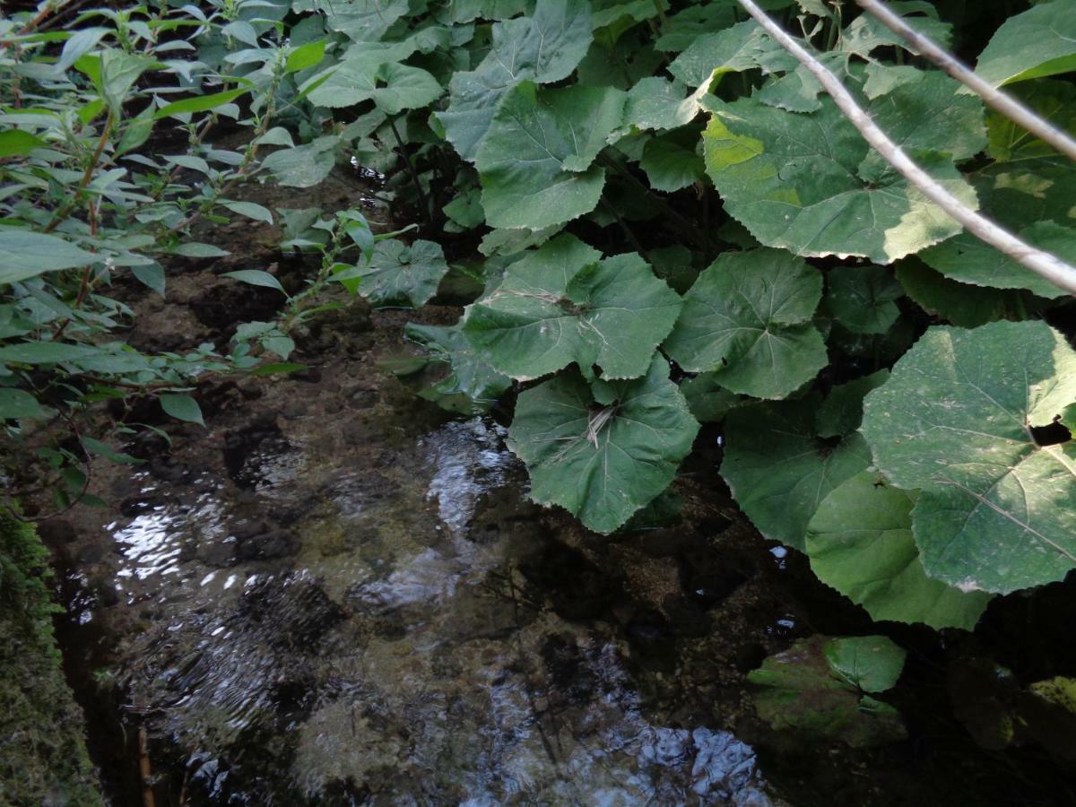 Klimatia Harry'S Retreatゲストハウス エクステリア 写真